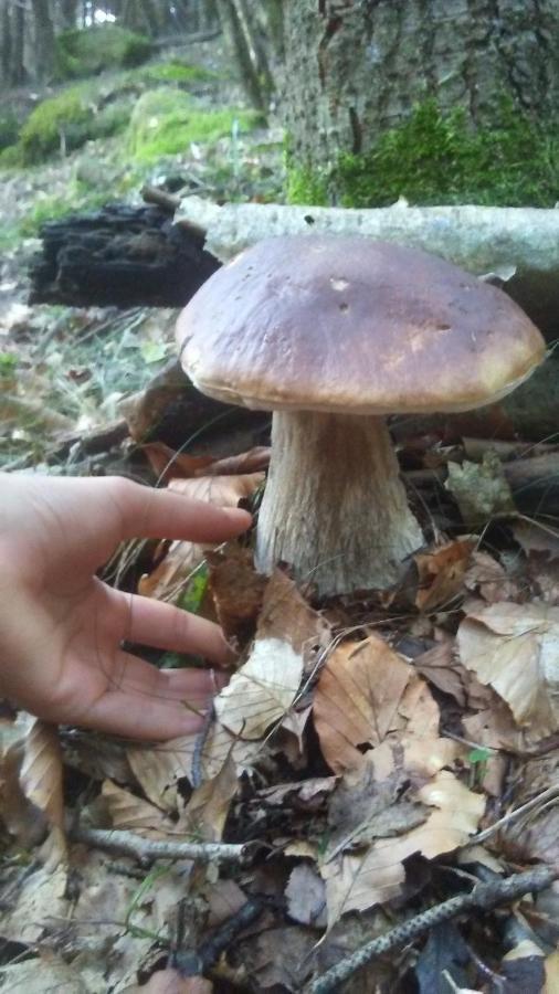 La Stella Delle Alpi Hotell Vico Canavese Exteriör bild
